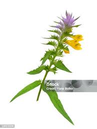 Attēlu rezultāti vaicājumam “Melampyrum nemorosum leaf”