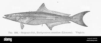 Image result for Rachycentron canadum