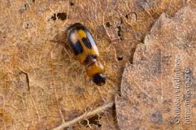 Attēlu rezultāti vaicājumam “Badister bullatus”