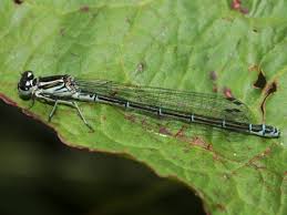Attēlu rezultāti vaicājumam “Coenagrionidae”