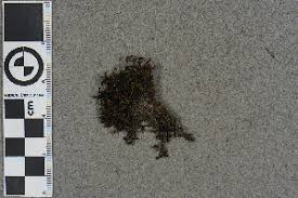 Attēlu rezultāti vaicājumam “Schistidium robustum”