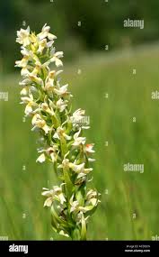 Attēlu rezultāti vaicājumam “Dactylorhiza ochroleuca”