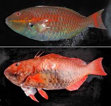 Image result for Sparisoma frondosum