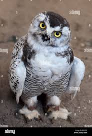 Image result for Bubo scandiacus