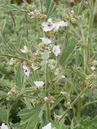 Image result for Althaea officinalis