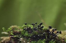 Attēlu rezultāti vaicājumam “Lamproderma arcyrioides macro”