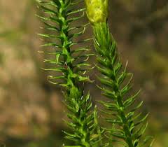 Attēlu rezultāti vaicājumam “Lycopodium dubium”