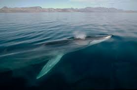 Image result for Balaenoptera physalus