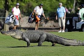 Image result for London Gators