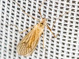 Attēlu rezultāti vaicājumam “Trichocera”