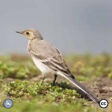 Attēlu rezultāti vaicājumam “Motacilla alba juvenile”