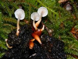 Attēlu rezultāti vaicājumam “Collybia tuberosa”