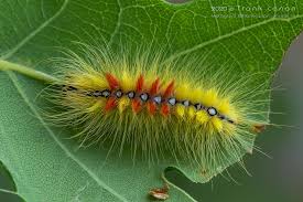 Attēlu rezultāti vaicājumam “Acronicta aceris”