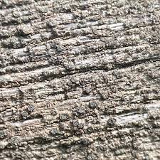 Attēlu rezultāti vaicājumam “Xylographa paralella”