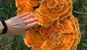 Attēlu rezultāti vaicājumam “Laetiporus sulphureus”