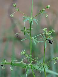 Attēlu rezultāti vaicājumam “Galium schultesii leaf”