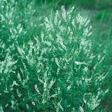 Attēlu rezultāti vaicājumam “Melilotus wolgicus”