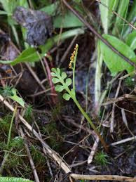 Attēlu rezultāti vaicājumam “Botrychium matricariifolium”