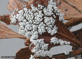 Attēlu rezultāti vaicājumam “Diderma testaceum spores”