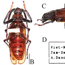 Attēlu rezultāti vaicājumam “Lycogala convexum macro”