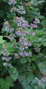 Attēlu rezultāti vaicājumam “Salvia verticillata”