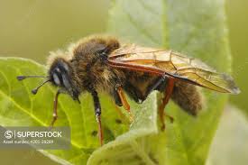 Attēlu rezultāti vaicājumam “Trichiosoma”
