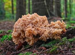 Attēlu rezultāti vaicājumam “Sparassis crispa”