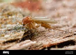 Attēlu rezultāti vaicājumam “Mycetophilidae”