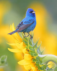 Image result for Passerina cyanea