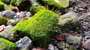 Attēlu rezultāti vaicājumam “Leucobryum glaucum”
