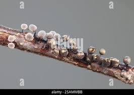 Attēlu rezultāti vaicājumam “Lamproderma ovoideum”