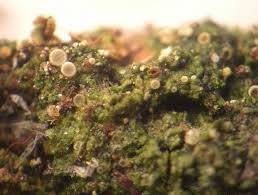 Attēlu rezultāti vaicājumam “Coenogonium pineti”