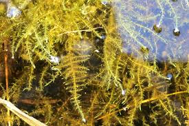 Attēlu rezultāti vaicājumam “Warnstorfia fluitans”