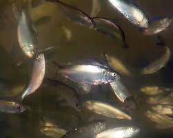 Image result for Alosa aestivalis