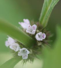 Attēlu rezultāti vaicājumam “Lycopus europaeus flower”