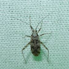 Attēlu rezultāti vaicājumam “Phytocoris tiliae imago”