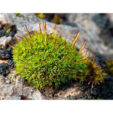 Attēlu rezultāti vaicājumam “Pottiales”