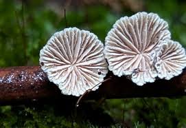 Attēlu rezultāti vaicājumam “Schizophyllum commune”