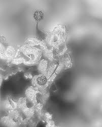 Attēlu rezultāti vaicājumam “Colloderma oculatum spores”