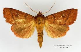 Attēlu rezultāti vaicājumam “Mythimna turca”