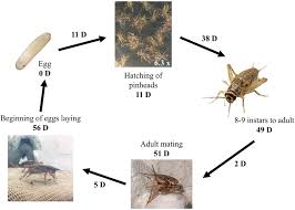 Attēlu rezultāti vaicājumam “Gryllus domesticus”