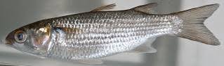 Image result for Mugil curema