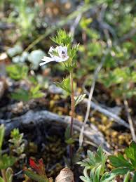 Image result for Euphrasia stricta