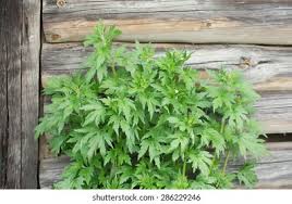 Attēlu rezultāti vaicājumam “Leonurus quinquelobatus”