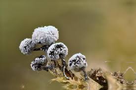 Attēlu rezultāti vaicājumam “Didymium annulisporum”