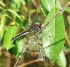 Attēlu rezultāti vaicājumam “Leucorrhinia rubicunda”