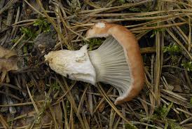 Attēlu rezultāti vaicājumam “Gomphidius roseus”