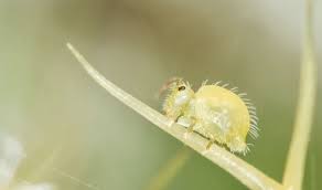 Attēlu rezultāti vaicājumam “Symphypleona”