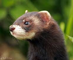 Attēlu rezultāti vaicājumam “Mustela putorius”