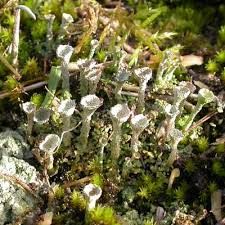 Attēlu rezultāti vaicājumam “Cladonia fimbriata”
